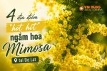 hoa_mimosa_chinh.jpg hoa_mimosa_chinh.jpg